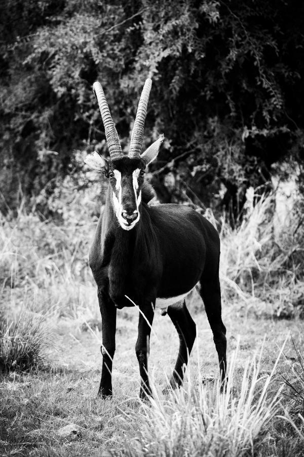 Letamo At Qwabi Private Game Reserve By Newmark Bela-Bela Exterior foto