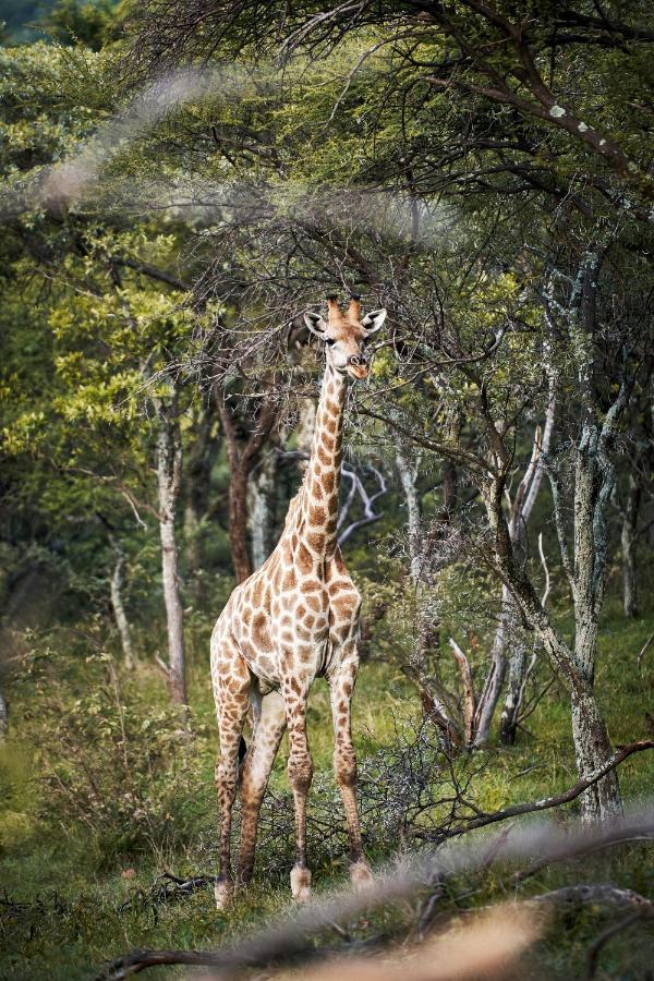 Letamo At Qwabi Private Game Reserve By Newmark Bela-Bela Exterior foto